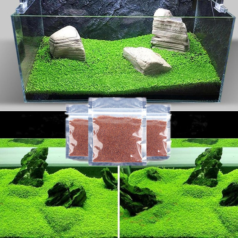 growing aquarium plants from seed Aquarium Plant Seed Glossostigma Hemianthus Callitrichoides Easy Growi – Whine Process