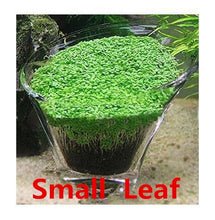Load image into Gallery viewer, Aquarium Plant Seed Glossostigma Hemianthus Callitrichoides Easy Growing Aquarium Water Plant Grass Seed Fish Tank Lawn Decor