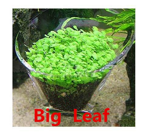 grow aquarium plants from seeds Aquarium Plant Seed Glossostigma Hemianthus Callitrichoides Easy Growi – Whine Process