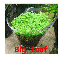 Load image into Gallery viewer, Aquarium Plant Seed Glossostigma Hemianthus Callitrichoides Easy Growing Aquarium Water Plant Grass Seed Fish Tank Lawn Decor